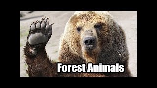 Going To the Forest | Wild Animals for Kids and More Learning Songs & Nursery Rhymes by ChuChu TV