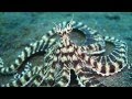 Live Footage Of Mimic Octopus [HD]