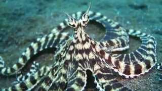 Live Footage Of Mimic Octopus [HD]