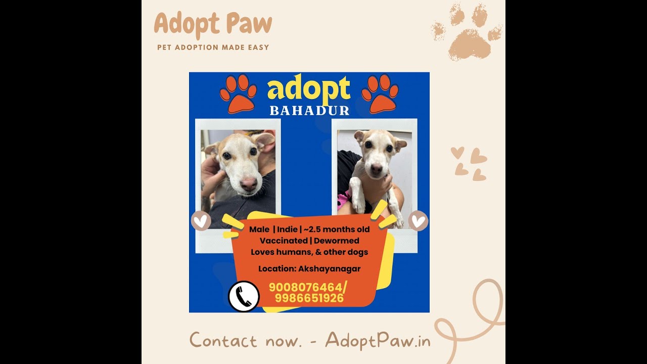 Adopt Bahadur | Bangalore 