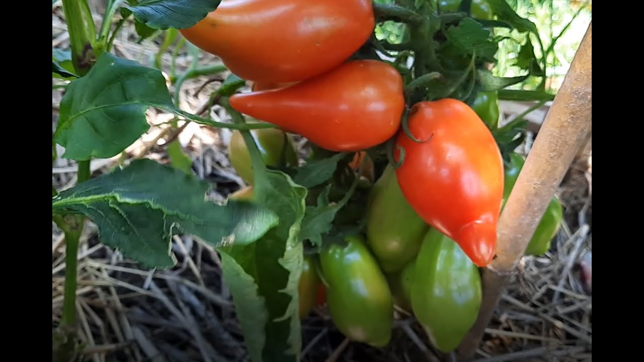 Palántanevelés - paradicsom vetés, illetve a véleményem néhány fajtáról