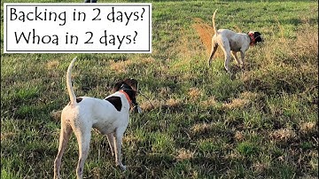 Accelerated Dog Training: Backing and Whoa in 2 Days?!?!