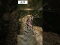 Mara Is Rocking Here S A BTS When We Got Awesome Sighting Of A Beautiful Leopard Unleash Shorts Mara Is Rocking Here S A BTS When We Got Awesome Sighting Of A Beautiful Leopard Unleash Shorts
