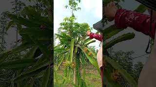 Download Lagu #dailylife #gardening #buahnaga #farming #petani #pitahaya MP3