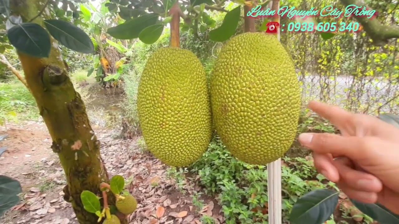 LNCT - Nguyên Nhân Mít Bị Đỏ Lá Lên Tới 60 - 70% Trên Cây Là Do..? Và Cách Khắc Phục.