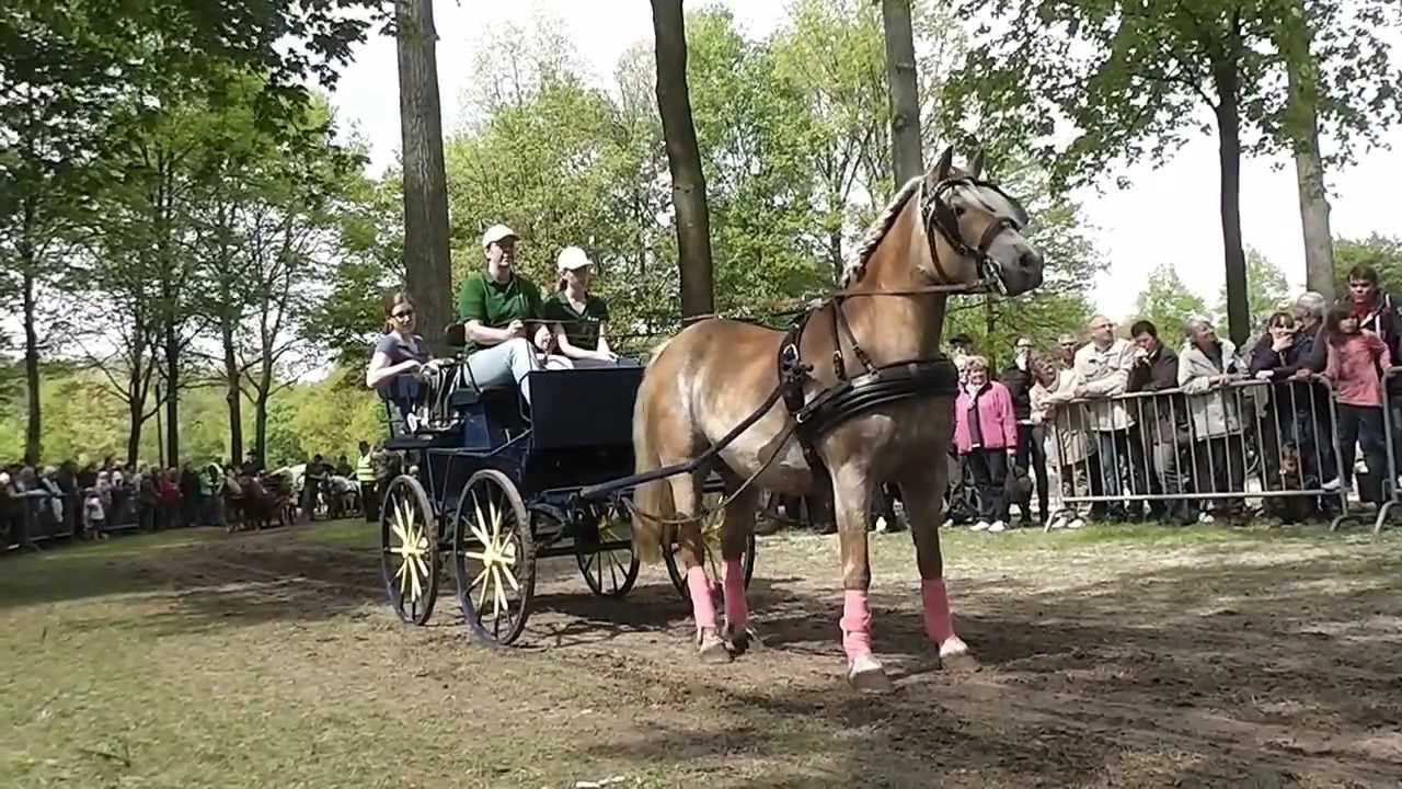 Pferde und Kutschen - Wallfahrt Telgte - Telgter Kutschenwallfahrt