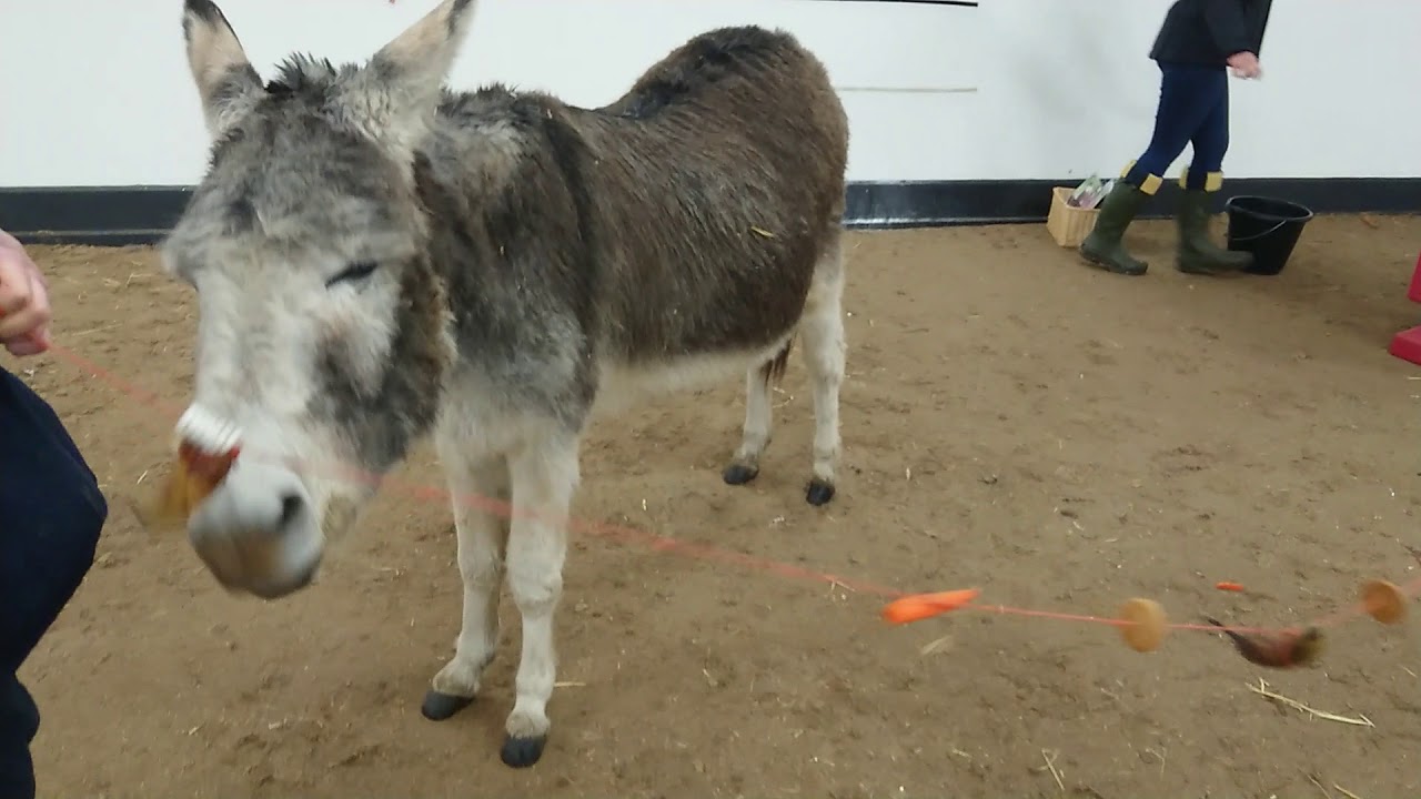 Donkey Enrichment Treat Challenge with Billy O & Jack YouTube