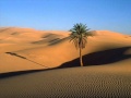 القارئ يحيى الحليلي سورة Saba سبأ Reciter Yahya Alhalili 