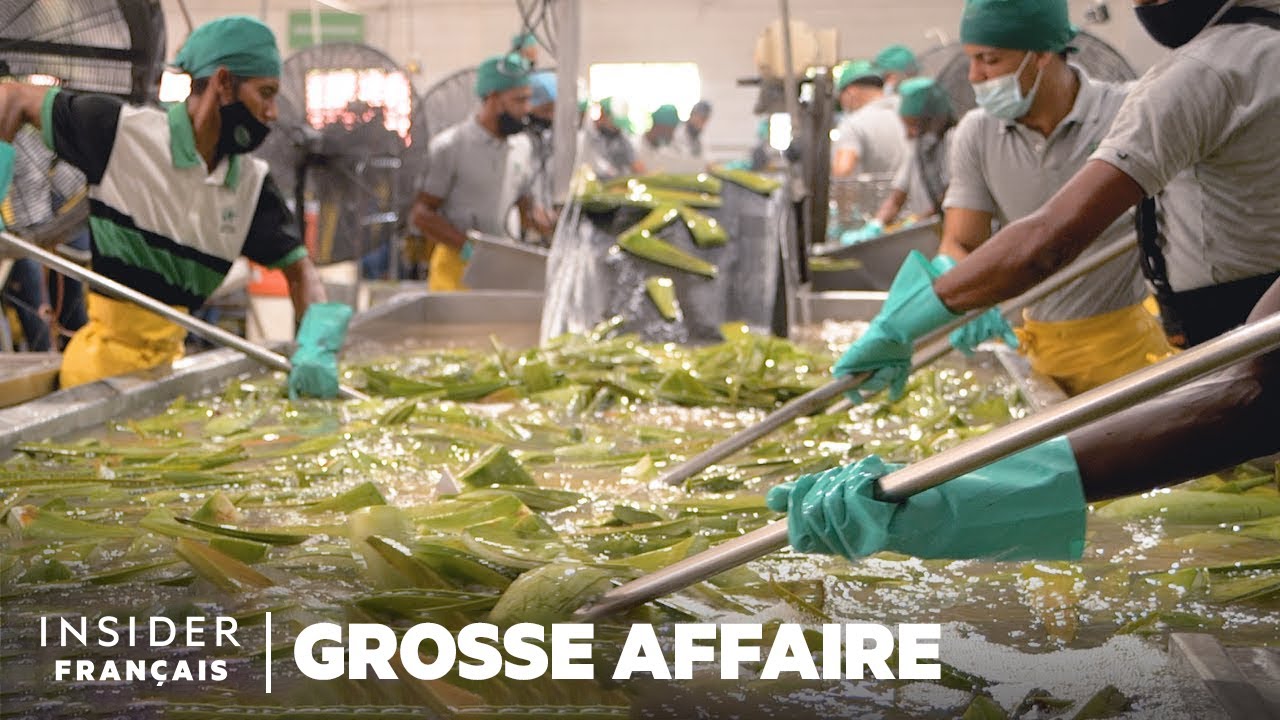 Comment 1,5 million de feuilles d'aloe vera sont récoltées chaque semaine | Grosse affaire
