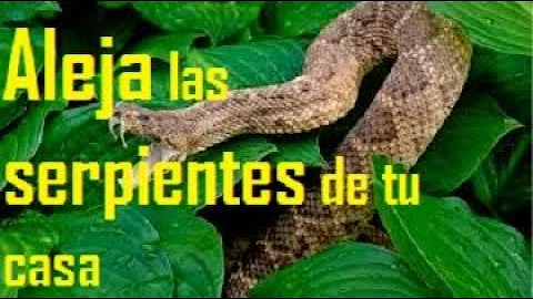 ¿Qué repele a las serpientes de su jardín?