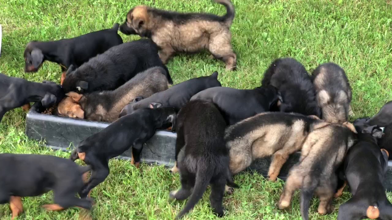 camera iphone 8 plus apk Feeding The Puppy Pack @ Prufenpuden Farms