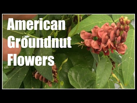 american-groundnut-(apios-americana)-flowering---ninja-gardening---episode-61