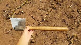 How to test the moisture in corn silage and feeding it to the cattle