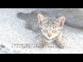 桜風堂（おうふうどう）ものがたり応援動画