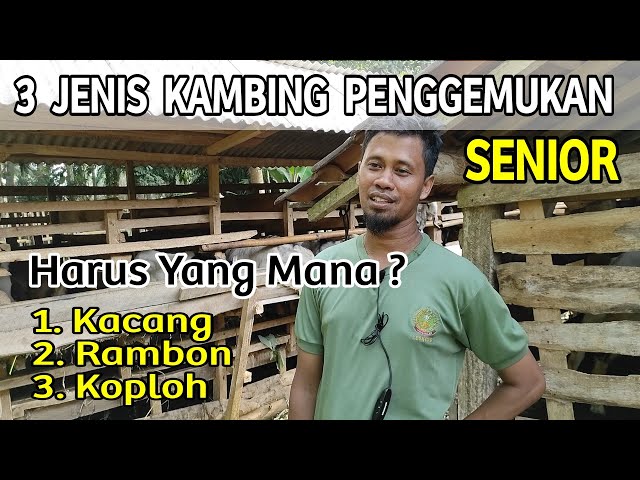 Agar Pemula Tidak Rugi Penggemukan, Kambing Jawa Randu, Kacang Atau Koploh? class=