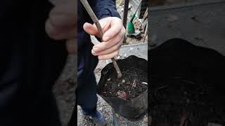 Dilcilikli İngiliz Asının Yapılısı...