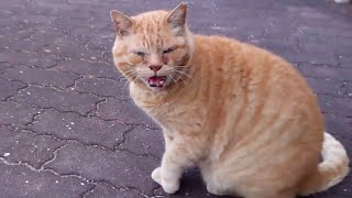 公園の長老猫、茶トラさんがモフられにやってきた。