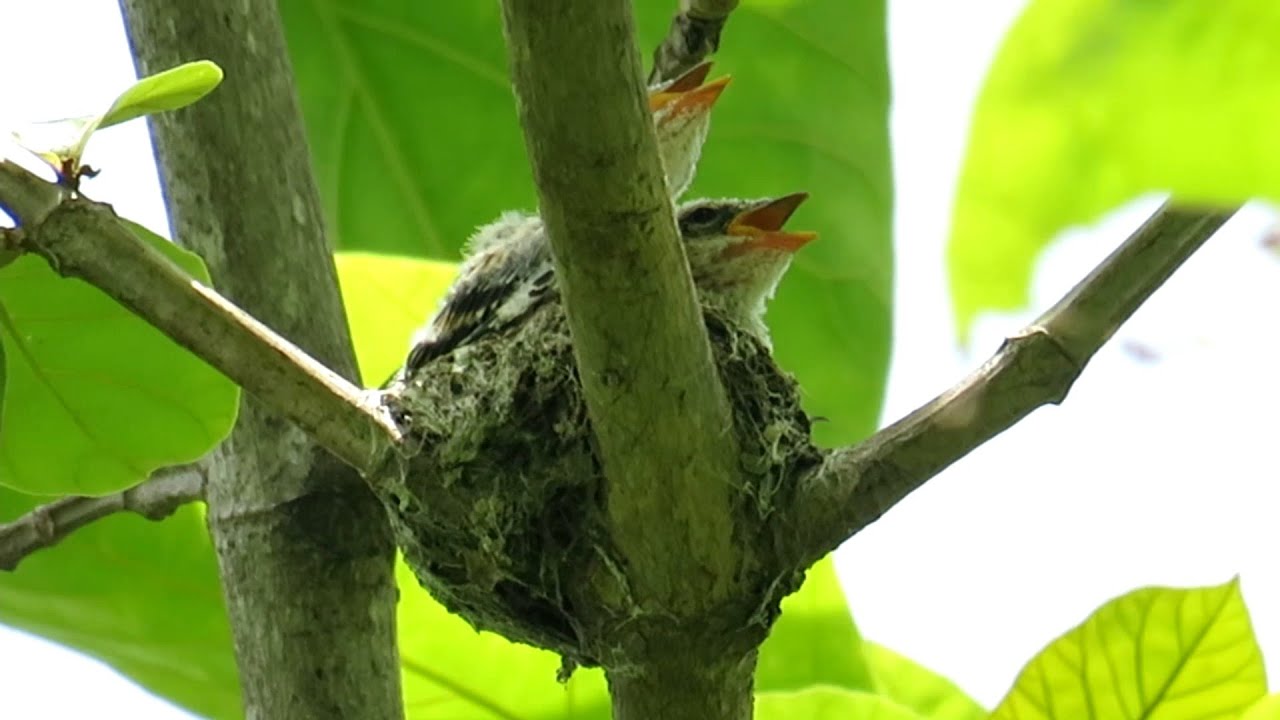Enak Ngaret Dapat Sarang Burung Kapasan 