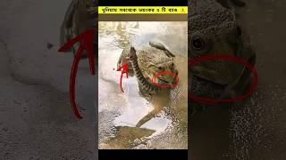 😱 The 3 Most Dangerous Frogs in the World! Their Poison Can Kill in Seconds! 🐸🔥 #shorts