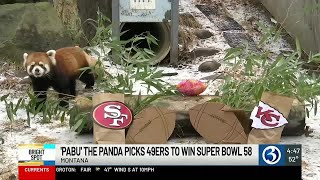 BRIGHT SPOT: Red panda picks 49ers to win the Super Bowl