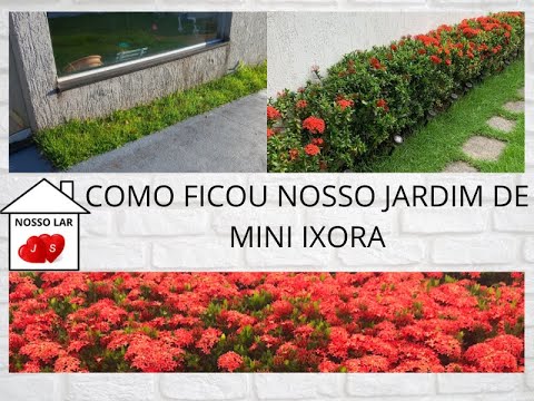 FIZEMOS UM JARDIM DE MINI IXORA - thptnganamst.edu.vn