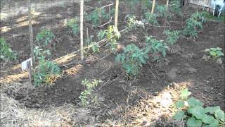 Vegetable Garden Update April 2012