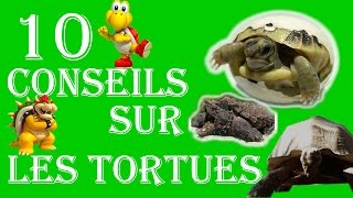 10 conseils sur les tortues de terres