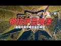 格拉萨圣母堡：葡萄牙最独特的易守难攻星形城堡