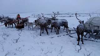 Каслание - кочевье оленьего стада с оленеводами по тундре.