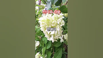 신기루사랑 빈예서 구독 좋아요 해조부동산 Shorts 신곡 