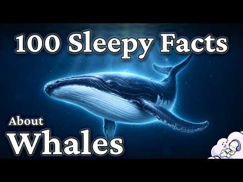 The Most Relaxing Facts About Whales to Fall Asleep To