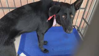 Acs A811834