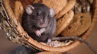 Ameri-Tech Pest Control Double Oak TX 75077 Rodent Control