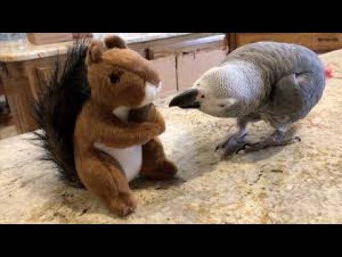 squirrel-stuffed-animal-shares-treat-with-a-friendly-talking-parrot