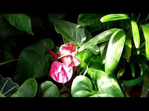Atualização Das Minhas Plantas Do Quintal 