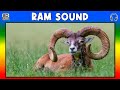  ram sound  ram sound effect  sound of ram  sheep male sound