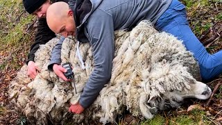 This Wild Sheep Was Covered In 55 Pounds Of Wool | The Dodo