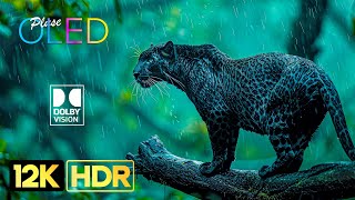 12K HDR 120 FPS - JAW DROPPING OLED TEST Dolby Vision (4K / 8K TV)
