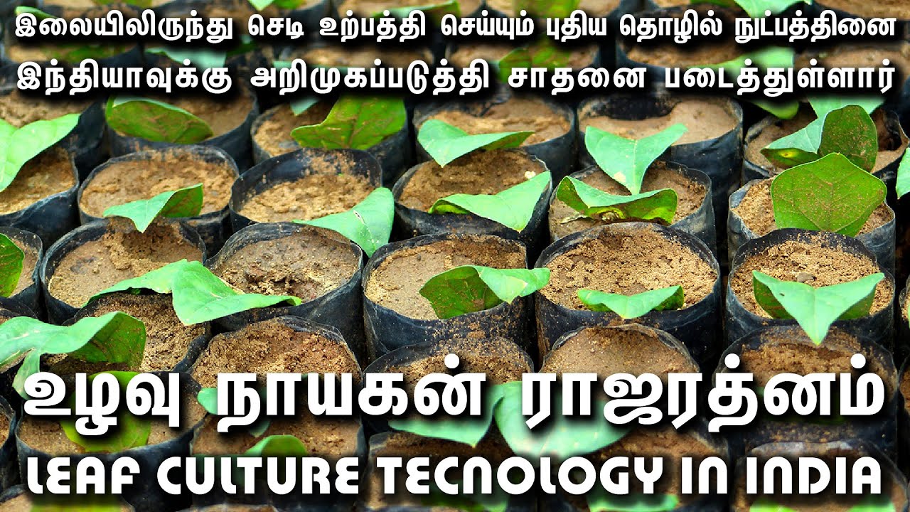LEAF CULTURE IN AGRICULTUREPLANT TISSUE CULTUREமக்கள்