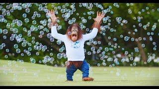 Animalia Orangutan Benji discovers a dazzling wonderland by Animalia 7,285 views 5 months ago 1 minute, 14 seconds