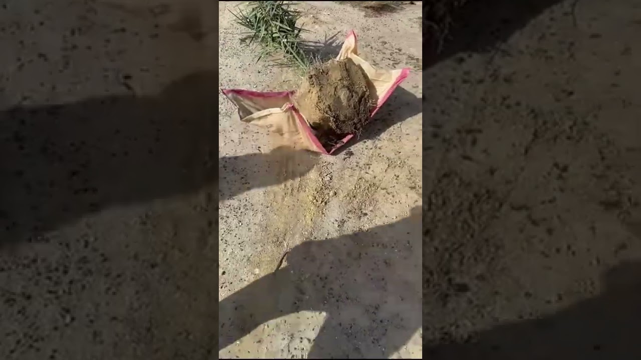 طريقة تغير و نقل مكان الفسيلة وزراعتها