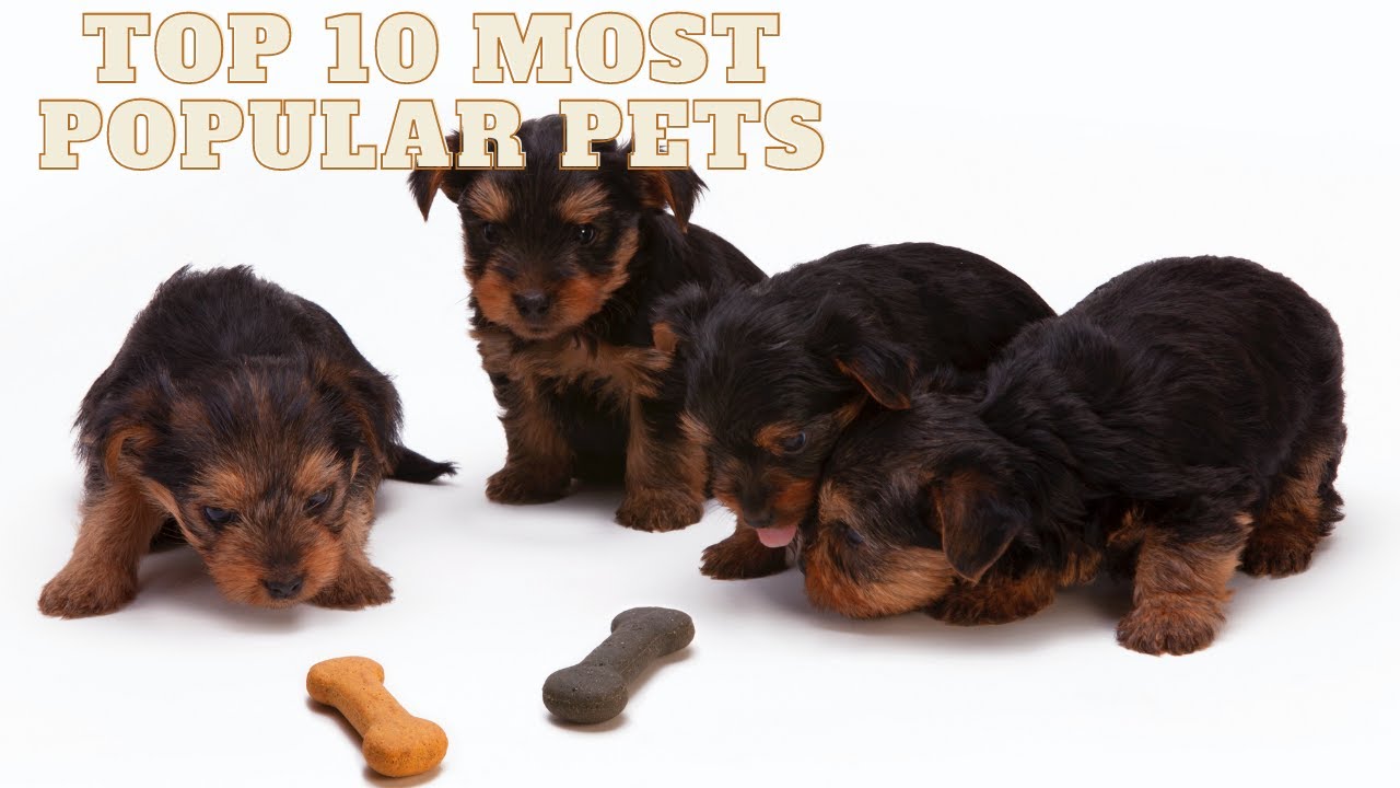 Top 10 Most Popular Household Pets in America YouTube