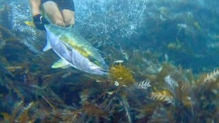 Shark Tries To Eat Our Fish!