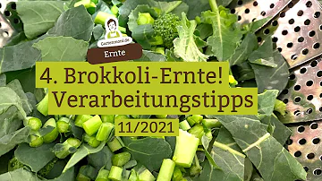 Wer frisst Brokkoli Blätter?