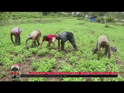 AANAA GUBBAA QORICHAA Oromia Ethiopia Africa