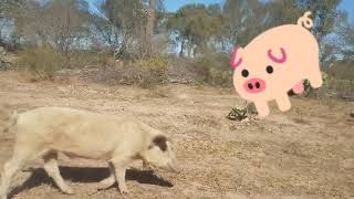 Huella 3 Aventura Los bobadales