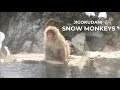 Снежные обезьяны Дзигокудани (Jigokudani Monkey Park)