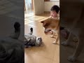 ﾈｯｺ、赤ちゃんのクッキーを奪ったらｲｯﾇに割とがっつりひっぱたかれる…　#shorts