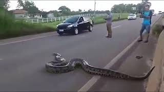 Traffic halts as Giant Anaconda Crosses Road in Brazil;This Is Fantastic