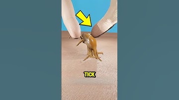 Never Pull Out a Tick Like This—Most People Do It Wrong!